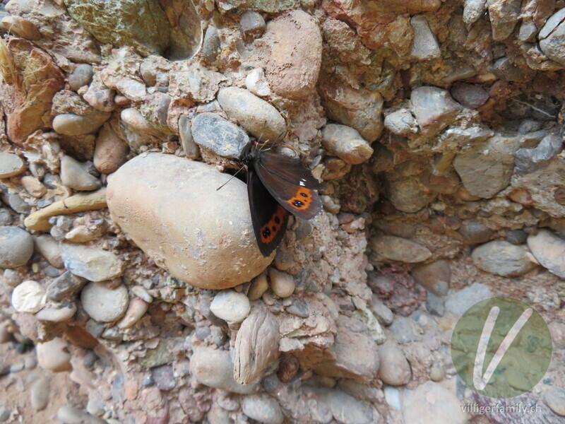 Weissbindiger Mohrenfalter: Übersicht